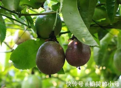 百香果|肝不好，人易老，3种食物，经常吃点，皱纹少了，养肝护肝，抗老