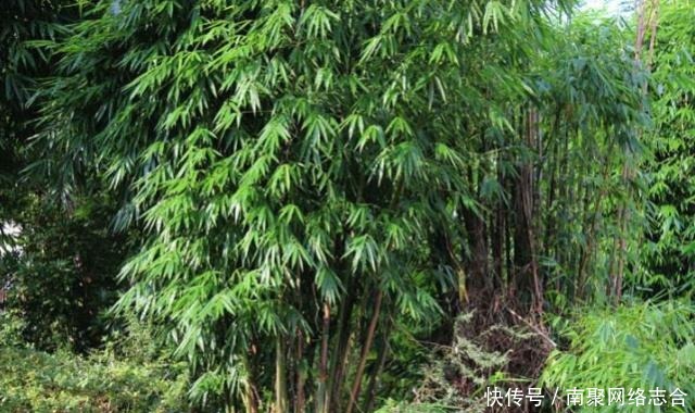 道理|“竹子开花,马上搬家”,老祖宗为何这么说?有什么道理吗?