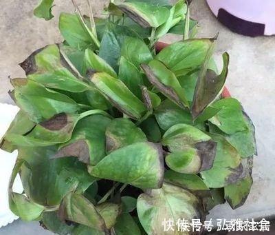 冬至后养花,记住4个口诀,花卉不黄叶、不烂根,新叶蹭蹭长