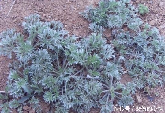 农村|老辈农村人都采这种草，用来降血脂降血压，同时保肝利胆