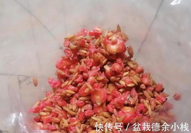 玉米|饵料不止腥和香,野钓大鱼臭味才是杀手锏,猾鲤也乖乖咬钩