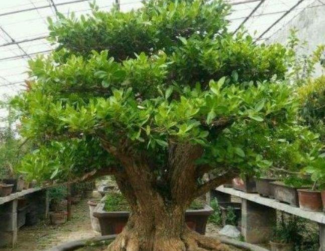 最适合“懒人”养的4种花,随意丢盆里就能活,谁养谁喜欢