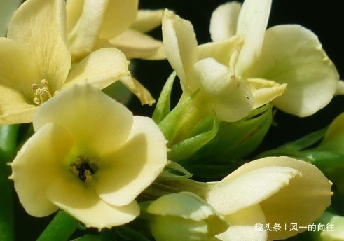 骨粉|家养长寿花总是不开花学会这三个小技巧,轻松花开爆满盆