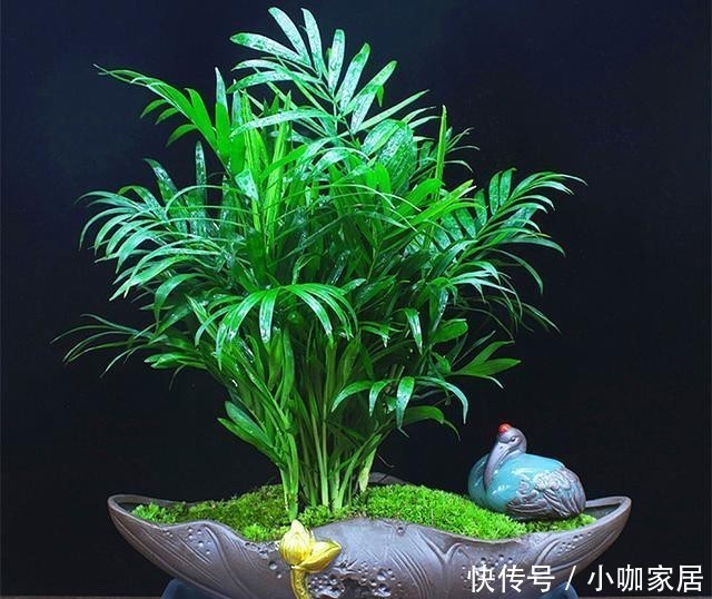  维护|高档的绿植不好养，好养的绿植易长残，好看好养零维护才是我的菜