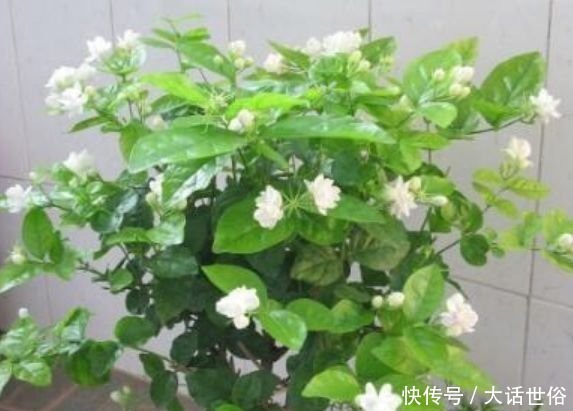 4种花漂亮又好养，比牡丹好看，放阳台，开爆一整年！