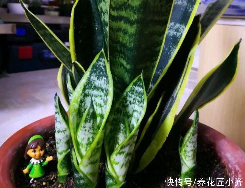 虎皮兰2年不长芽，证明缺得太多，只需简单1步，保证嗖嗖窜芽