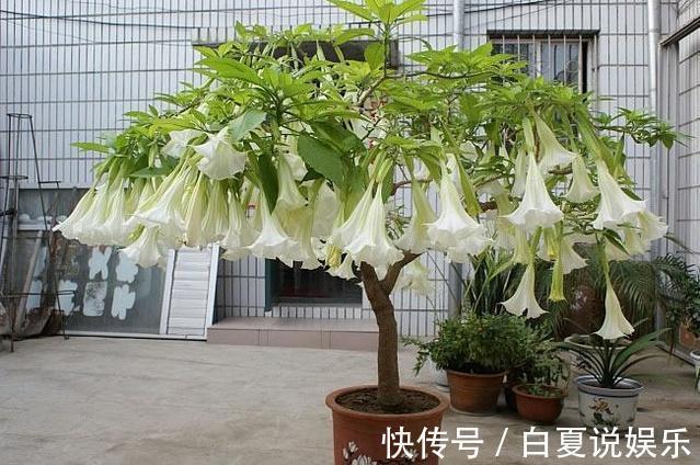 家里有小孩,那这6种花千万别买!养了后悔都来不及!