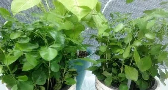 花卉总烂根，教你用4招快速判断植物是否烂根，简单又实用