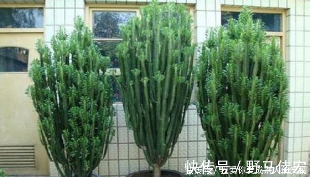 龙骨|什么发财树,平安树,不如这2种“老树”好养,大气,富贵又镇宅!