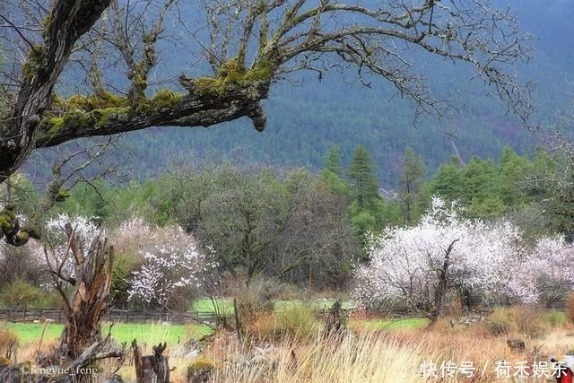 波密桃花开当桃花与雪山相遇，便成为云上仙境