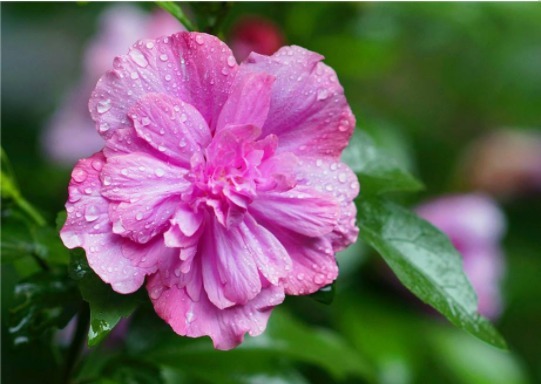 秋天最好养的几款花,养在阳台,个个花开爆满盆,花开美艳绝伦