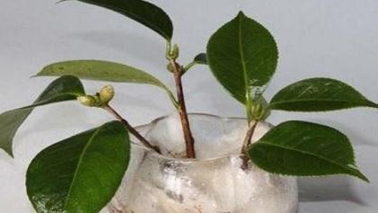 家里养3种花，剪个枝插盆里，生根快易成活，来年疯长不停