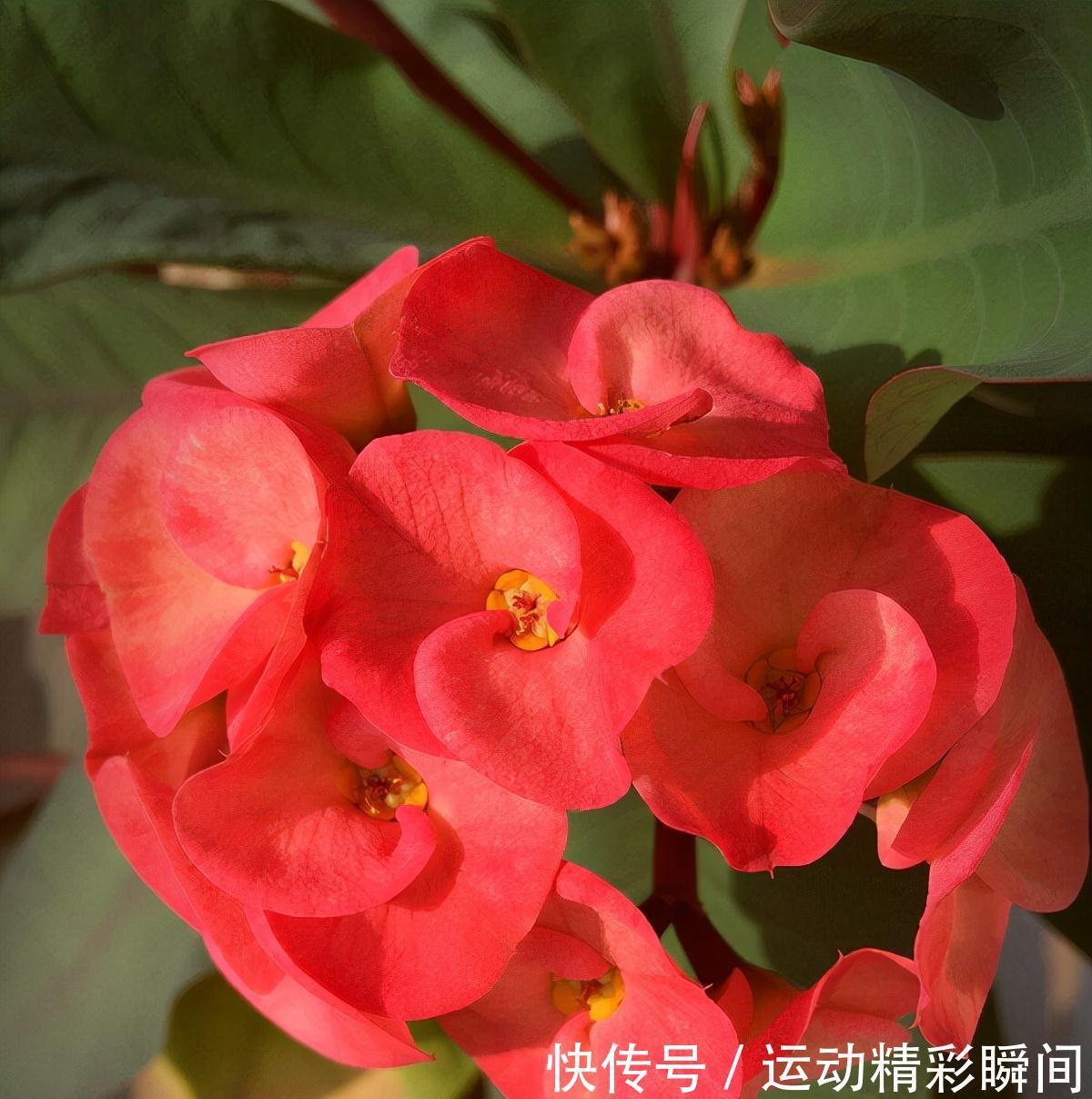 虎刺梅|有2种花,非常皮实好养漂亮,没有虫害、一直开花、花期超长