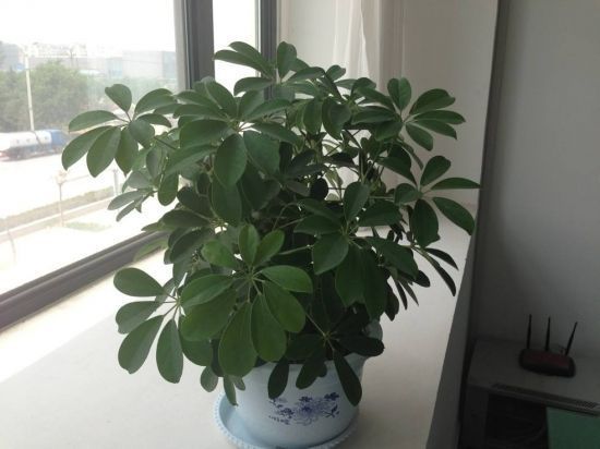 此种树再贵也要养家里,吉祥又富贵,观赏价值高,比发财树强百倍