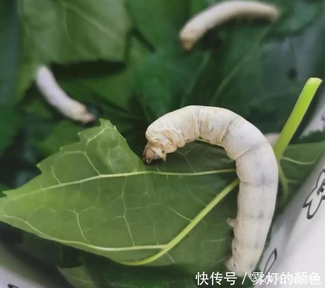 真丝到底贵在哪最专业的“真丝面料”解析，不懂真丝别说你会穿