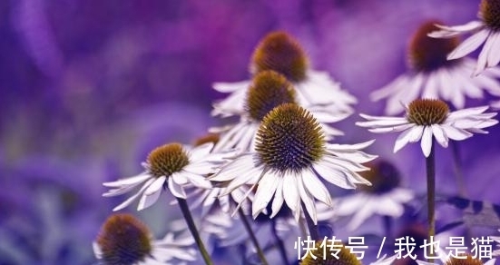 余生|从7月29日开始，彼岸花开，深情延续，牵手相伴，余生不分别