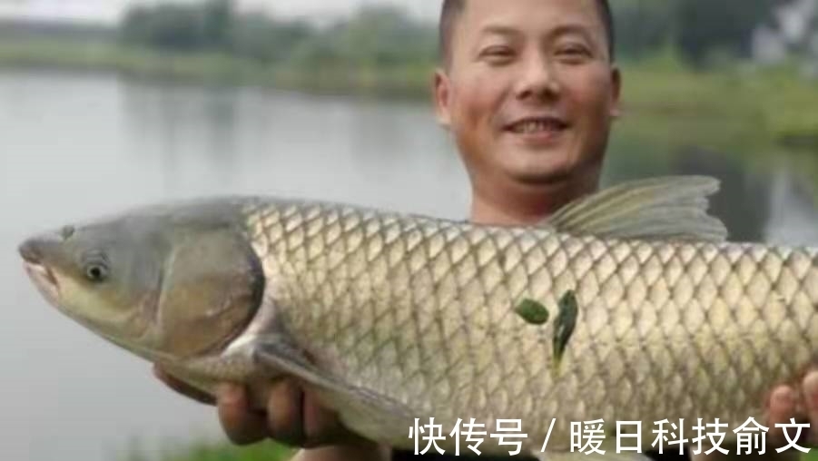 垂钓|难怪草鱼上了一尾又一尾,殊不知这钓法才是连竿关键,不信就试试