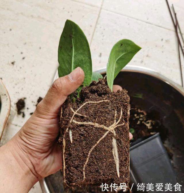 这5种花叶子落地便生根,趁现在抓紧繁殖,一个月长成小盆栽