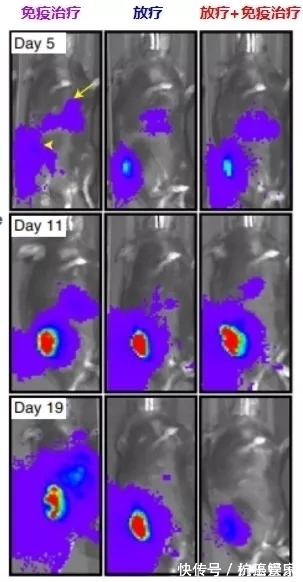 小鼠|让肺癌治疗失效的元凶竟然是它!逆转方法如此简单—抗癌管家