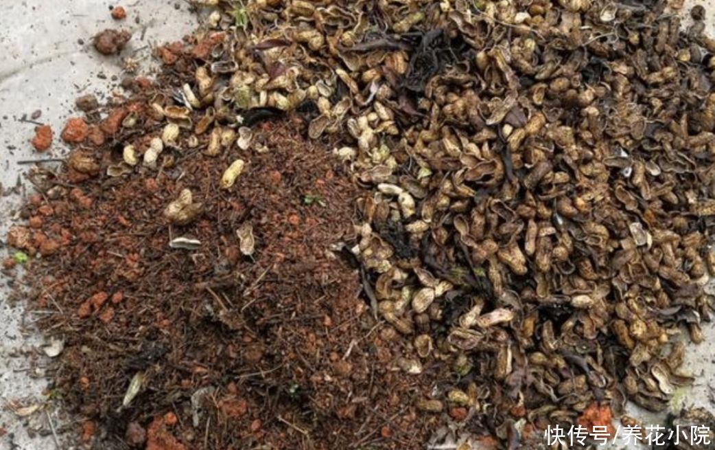 盆底|花盆里放3种“小东西”，盆土通透性好，避免出现烂根