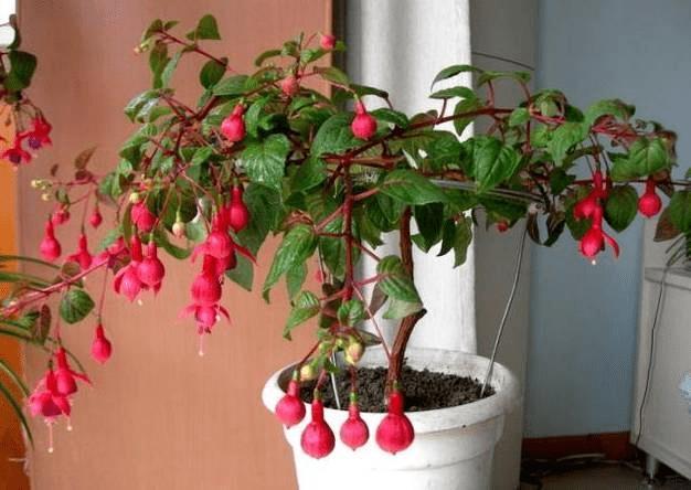 花枝“插”水里,开花百朵,别具一格的美感,看着美翻了!