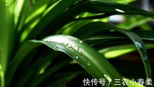 植物|这些耐阴的室内植物, 越荫蔽长越旺, 叶子绿得冒油!