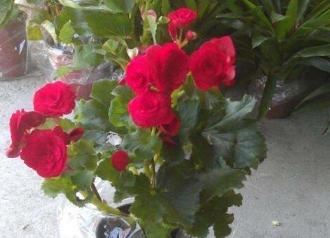 “2种天天花”家里养一盆，一年300多天有花看，好养又漂亮，值！