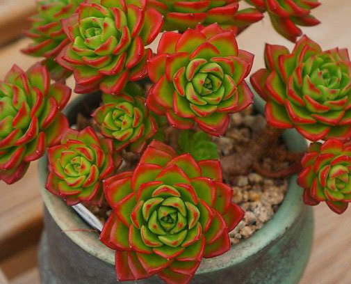 多肉蒂亚怎么叶插教你3个小步骤，叶插的蒂亚生根快长势旺盛