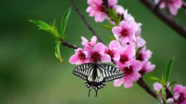 有望|十月份，缘分与桃花来之不易，有望在2020年结婚的四大生肖！