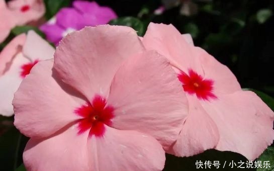 一年到头|4种花堪称花中仙子,一年到头都开花,花色绚丽超耀眼