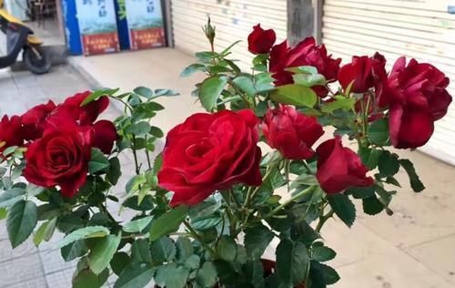 推荐10款红色系月季，每一款都惊艳，你最喜欢哪一款？