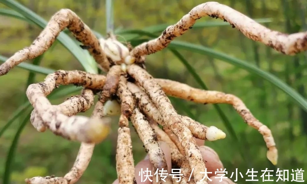 兰花烂根后最怕什么?正确处理有技巧,这4种会加速兰花枯死