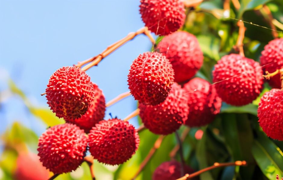 结节|28岁女子半年内甲状腺结节从0.8到3.6cm，医生：3种水果要少吃