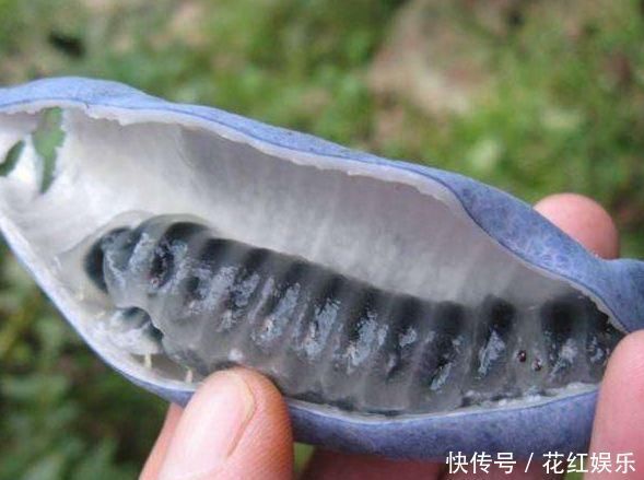 特别|网评最恶心的5大水果,榴莲只能靠边站,敢吃第4种的才是真男人