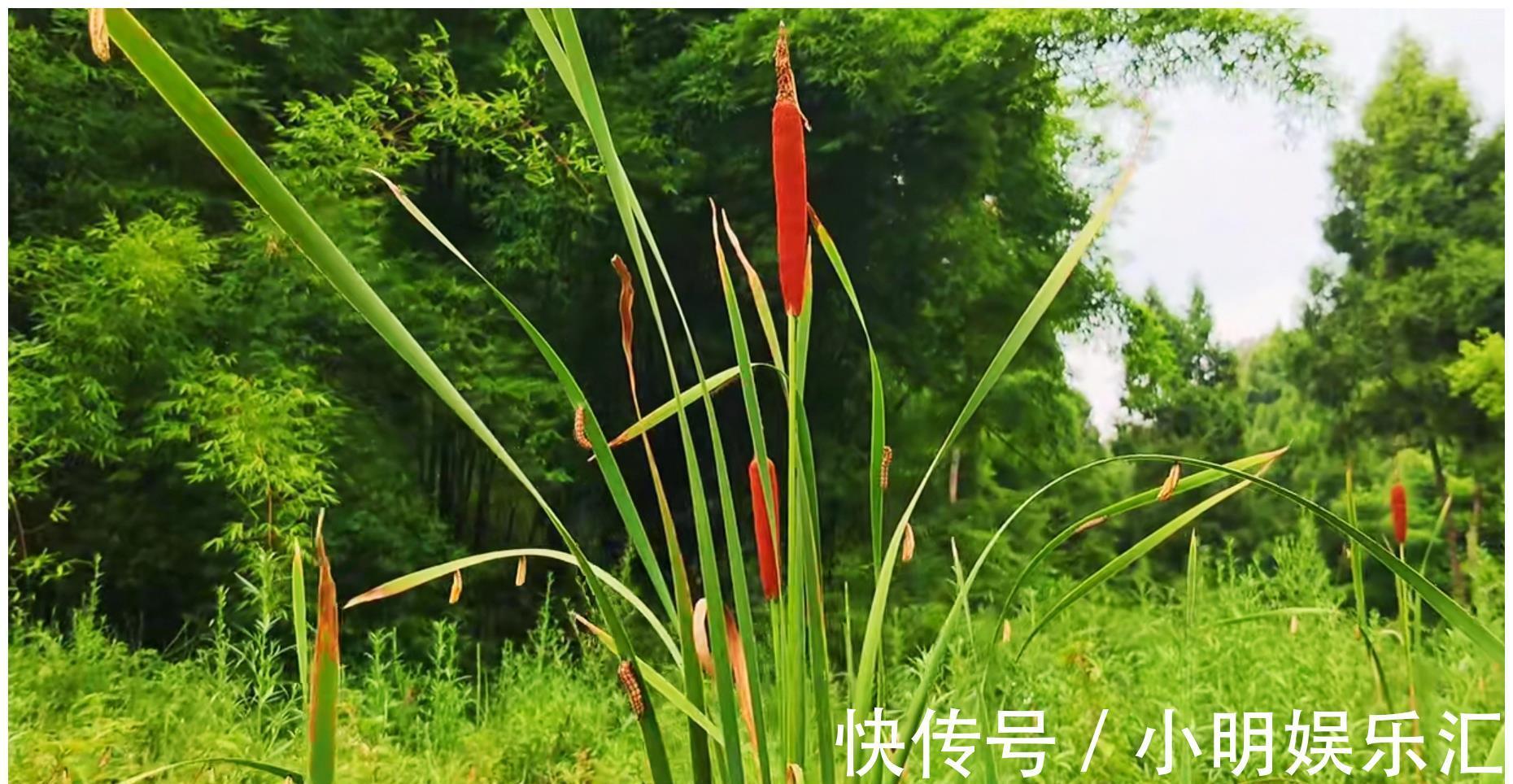 采摘|长在路边的20种杂草可以当作野菜食用,你认识几种?