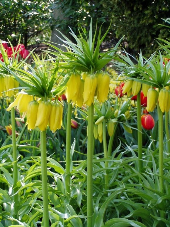 12种奇花异草，认识3种以上，就算见多识广了！