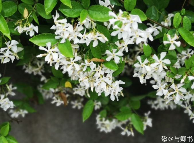 4种爬藤花，爬墙而不伤墙，开花好看，可以放心养！