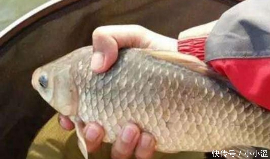 上钩的鲫鱼不够大?三十年老钓手:冬天不用这狠招就亏大了