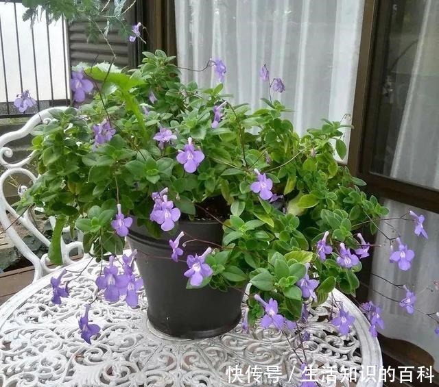 想省心就养这些花，没有病虫害，就爱开花！想省心就养这些花，没有病虫害，就爱开花！