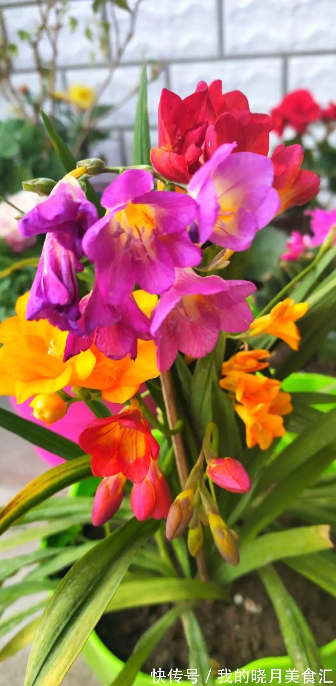 秋冬不开窗,就得养盆它,满屋子香味特好闻