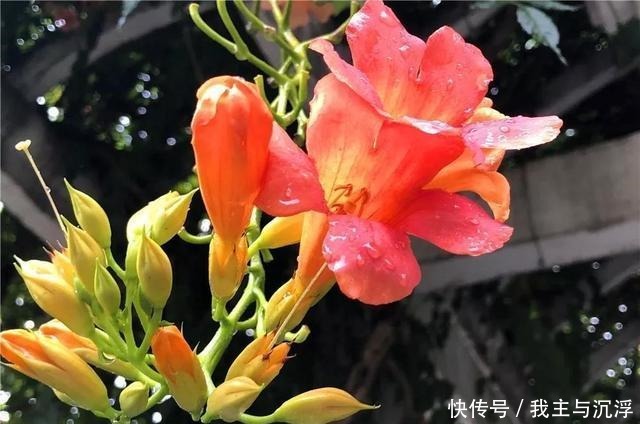 两种天然养花水,碰上就别错过,换着给花浇水,新芽呼呼冒!