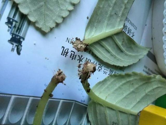 叶片|养2种花“吉祥”花,不要掏冤枉钱,1叶子插土里,冒出一圈土豆根