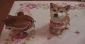 期望|搞笑GIF:10.丈母娘期望女婿的年薪500万左右吧