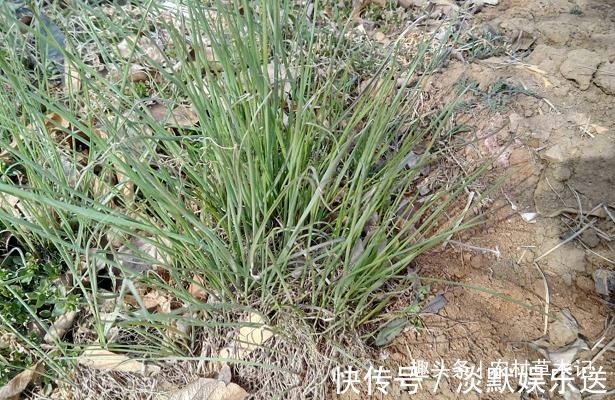 我们来了|遇见了，请你尽量摘叶子，别挖根，答应我，它太珍贵了