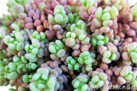 多肉十大美人,太阳一晒脸就红,胖成球的最好看!