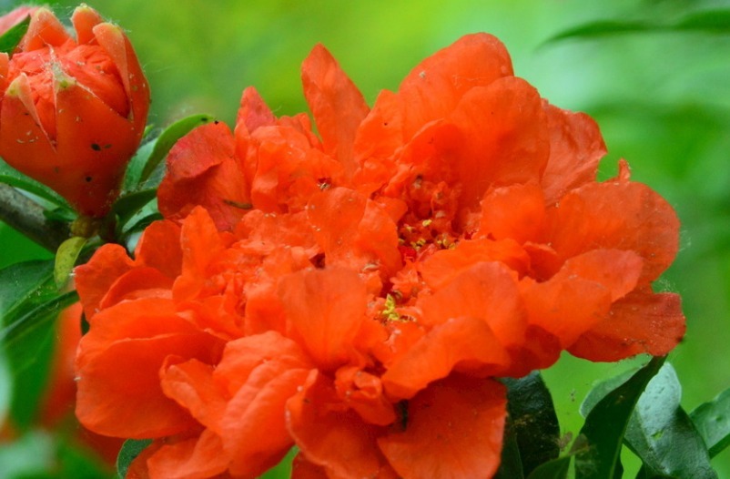 1种“古老花”,花开红似火,比月季好养,寓意富贵、子孙满堂