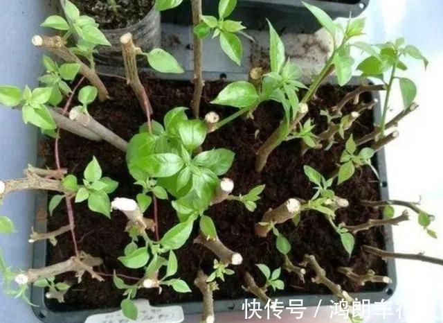 秋天快扦插,10种花不用买,掰个枝子插土里,嗖嗖生根,成活率高
