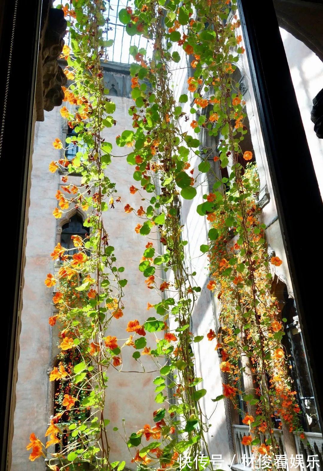 姜荷花|大爷养的“荷花”，窜的房顶高，垂下来变成花瀑布！