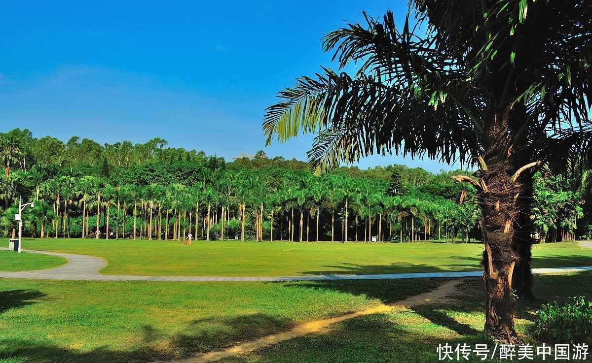 深圳|游深圳莲花山公园，植被种类繁多，山环水绕