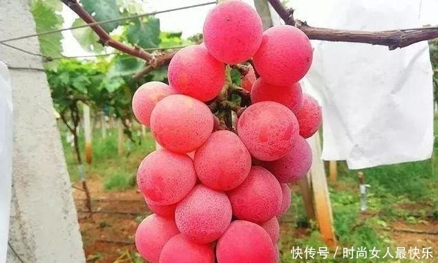 有钱人家院子里要栽此果树,美味可口又聚财,有土有水就不死